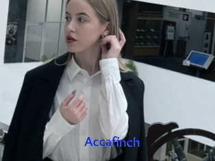 Accafinch