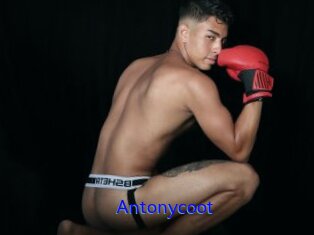 Antonycoot