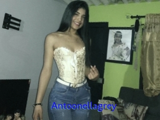 Antoonellagrey