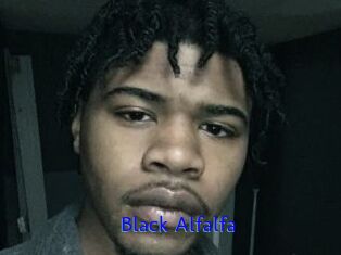 Black_Alfalfa
