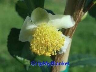 GripMyBlanket