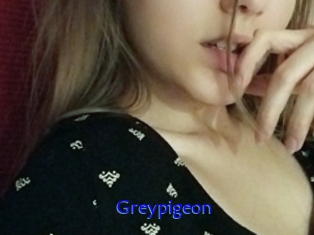 Greypigeon