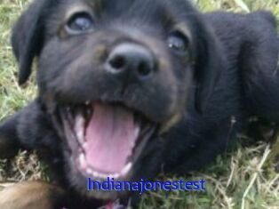Indianajonestest