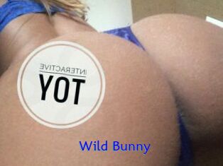 Wild_Bunny_