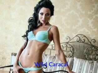 Wild_Caracal